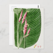 Prachtige  Botanische illustratie Briefkaart (Voorkant / Achterkant)