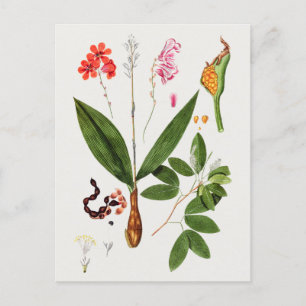 Prachtige  Botanische illustratie Briefkaart