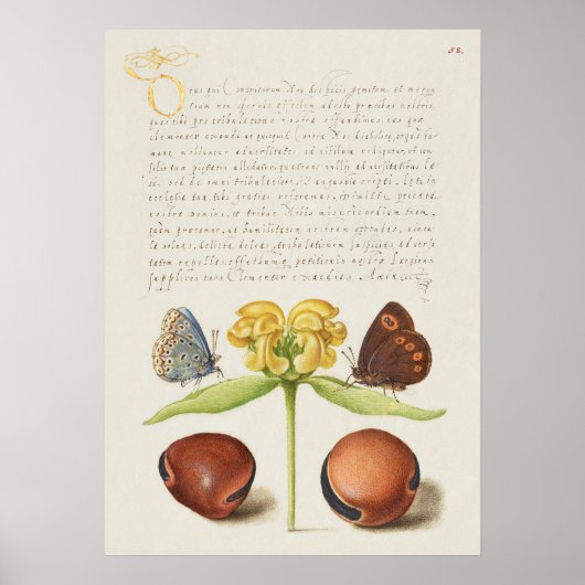 Prachtige  Botanische illustratie Poster (Voorkant)