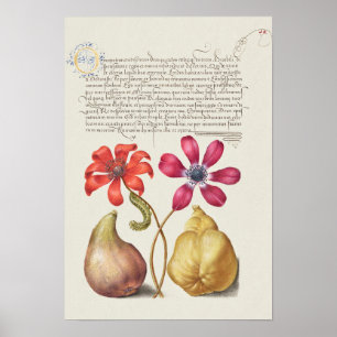 Prachtige  Botanische illustratie Poster