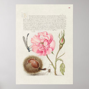 Prachtige  Botanische illustratie Poster