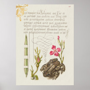 Prachtige Botanische illustratie Poster