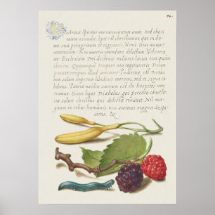 Prachtige Botanische illustratie Poster