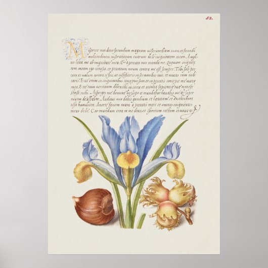 Prachtige  Botanische illustratie Poster (Voorkant)