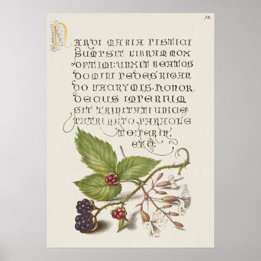 Prachtige  Botanische illustratie Poster (Voorkant)