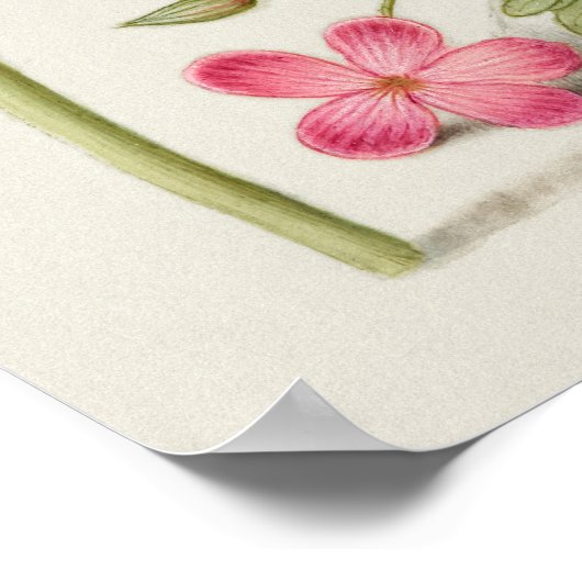 Prachtige Botanische illustratie Poster (Hoek)