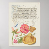 Prachtige Botanische illustratie Poster (Voorkant)