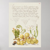 Prachtige Botanische illustratie Poster (Voorkant)
