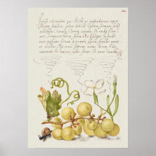 Prachtige  Botanische illustratie Poster