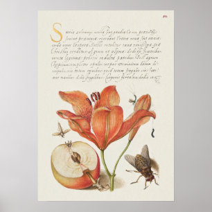Prachtige Botanische illustratie Poster