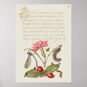 Prachtige Botanische illustratie Poster