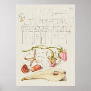Prachtige  Botanische illustratie Poster