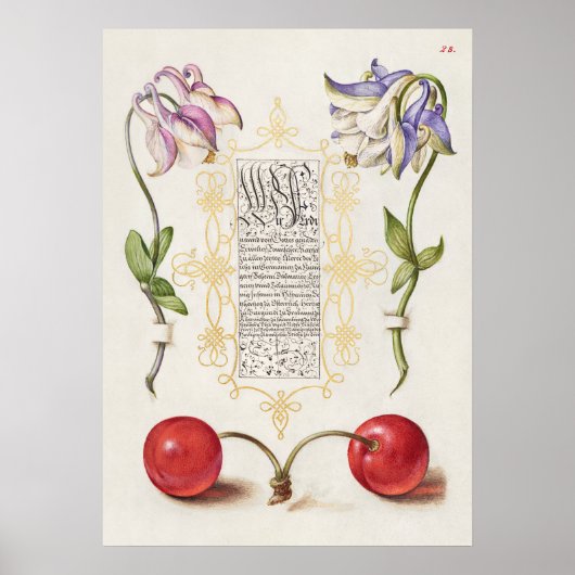 Prachtige  Botanische illustratie Poster (Voorkant)