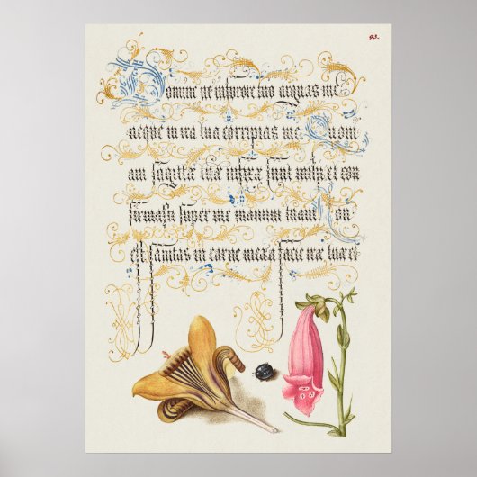 Prachtige  Botanische illustratie Poster (Voorkant)