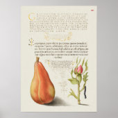 Prachtige Botanische illustratie Poster (Voorkant)