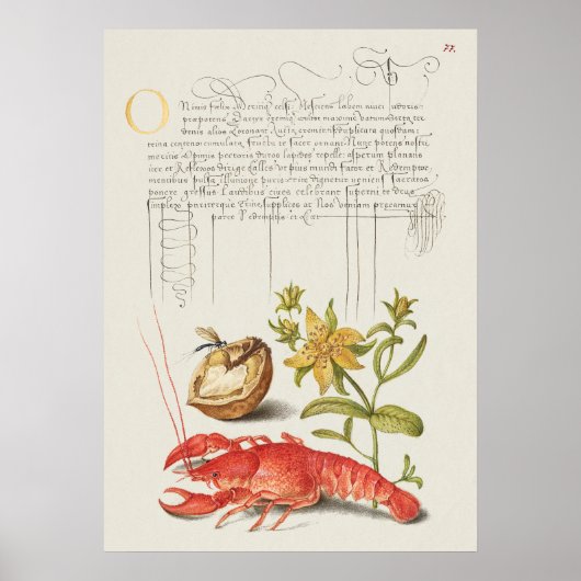Prachtige  Botanische illustratie Poster (Voorkant)