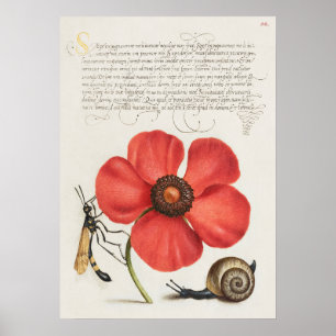 Prachtige  Botanische illustratie Poster