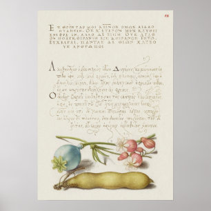 Prachtige Botanische illustratie Poster