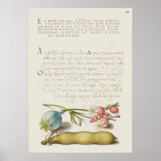 Prachtige Botanische illustratie Poster (Voorkant)