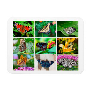 Prachtige Butterflies Collage, 9 Foto's Magneet