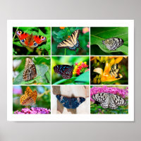 Prachtige Butterflies Collage, 9 Foto's
