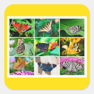 Prachtige Butterflies Collage, 9 Foto's Vierkante Sticker
