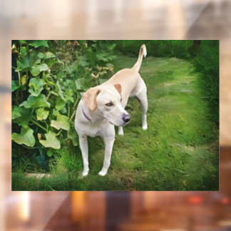 Prachtige Catahoula Leopard Dog Window Cling Raamsticker