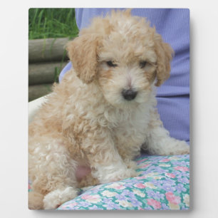Prachtige cavapoo puppy die je kant op kijkt, geïs fotoplaat