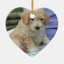 Prachtige cavapoo puppy die je kant op kijkt, geïs