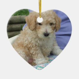 Prachtige cavapoo puppy die je kant op kijkt, geïs keramisch ornament