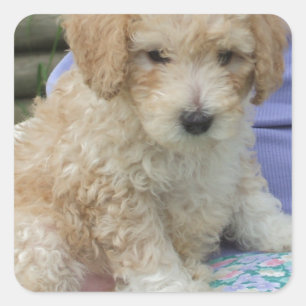 Prachtige cavapoo puppy die je kant op kijkt, geïs vierkante sticker