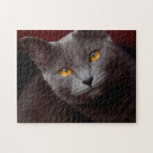 Prachtige Chartreux puzzel