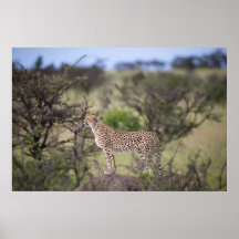 Prachtige Cheetah Beauful Cat Photo Poster