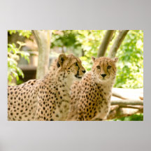 Prachtige Cheetah Beauful Cat Photo Poster