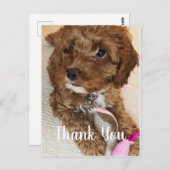 Prachtige Cockapoo Puppy Dank u kaart (Voorkant / Achterkant)