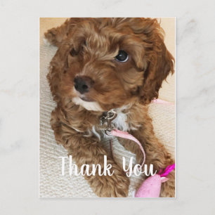 Prachtige Cockapoo Puppy Dank u kaart