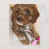 Prachtige Cockapoo Puppy Dank u kaart (Voorkant)