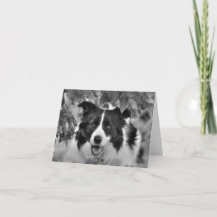 Prachtige Collie Birthday-kaart Kaart