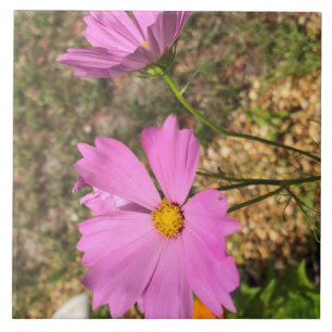 Prachtige Cosmo Flowers Summer Bloom Tegeltje