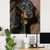 Prachtige dachshund dierportret poster (Thuiskantoor)