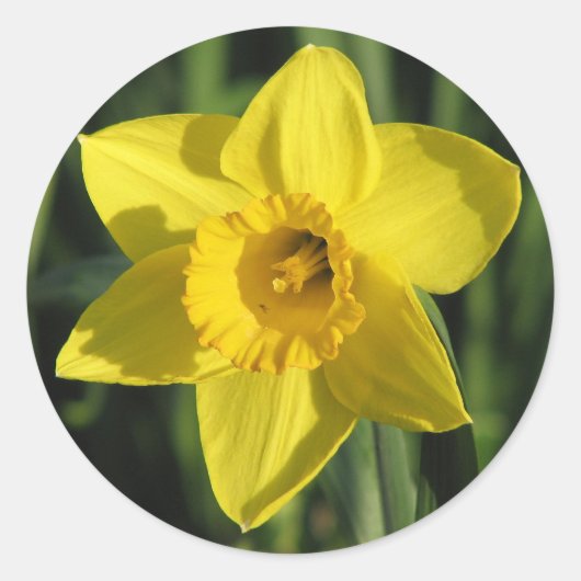 Prachtige Daffodil Ronde Sticker (Voorkant)