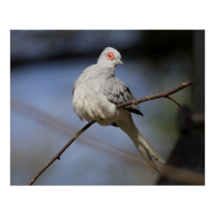 Prachtige Diamond Dove Perfect Poster