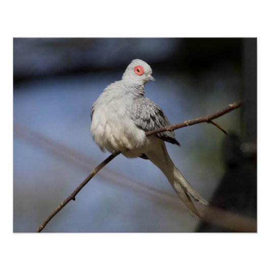 Prachtige Diamond Dove Perfect Poster (Voorkant)