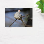 Prachtige Diamond Dove Visitekaartje (Bureau)
