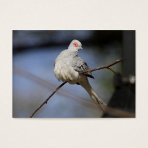 Prachtige Diamond Dove Visitekaartje