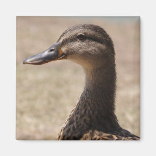 Prachtige Duck Posing Photo Magnet Magneet