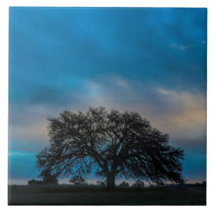 Prachtige eikenboom fotografie tegeltje