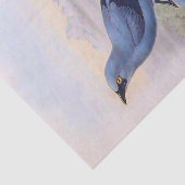 Prachtige, exotische blauwe vogels  illustratie tissuepapier (Detail)
