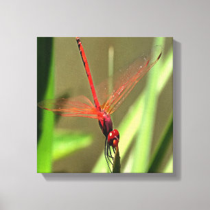 Prachtige firecracker Dragonfly Acrylverf Canvas Afdruk