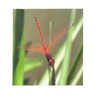 Prachtige firecracker Dragonfly Acrylverf Notitieblok